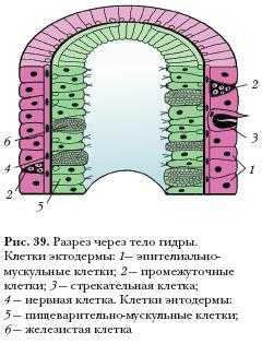 Кракен через браузер